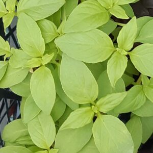 Basilic Citron