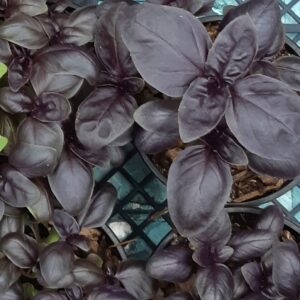 Basilic Rouge Osmin