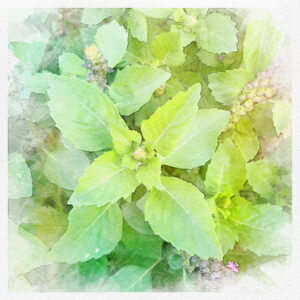Basilic Tulsi (basilic sacré)