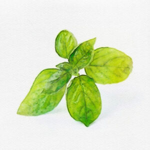 Basilic Grand Vert Genovese