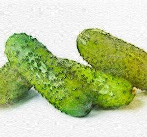 Cornichon Vert fin de Meaux