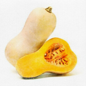Butternut