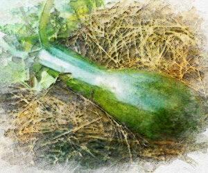 Courge Longue de Naples