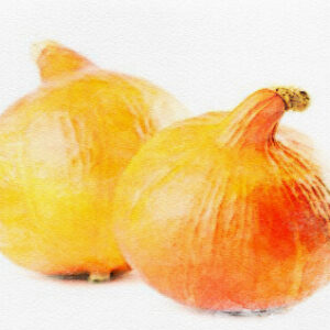 Potimarron Uchiki Kuri ou Red Kuri