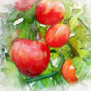 Tomate Joie de la table