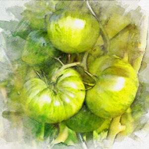 Tomate Green Zebra