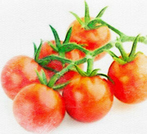 Tomate cerise Ambrosia