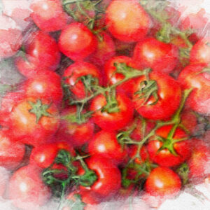 Tomate cerise Délice des jardiniers