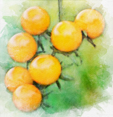 Tomate cerise Clémentine