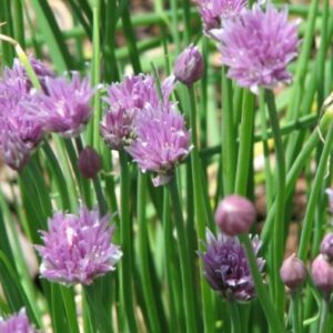 ALLIUM schoenoprasum BIO