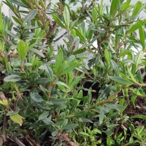 HYSSOPUS officinalis BIO