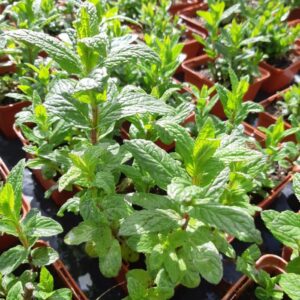 MENTHE marocaine BIO