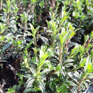 SATUREJA montana BIO