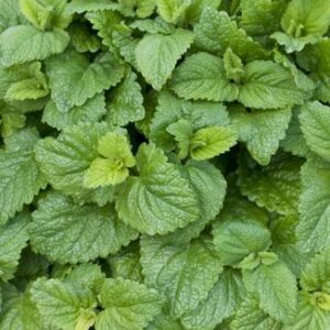 MELISSA officinalis BIO