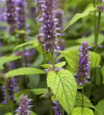 AGASTACHE foeniculum BIO