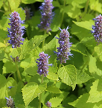 AGASTACHE rugosa BIO