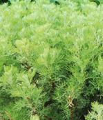 ARTEMISIA abrotanum BIO