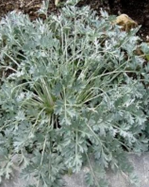 ARTEMISIA absinthium BIO