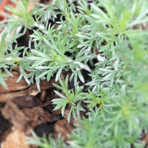 ARTEMISIA mutellina BIO
