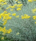 HELICHRYSUM italicum BIO