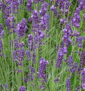 LAVANDULA intermedia 'Dutch' BIO