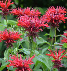 MONARDA didyma BIO