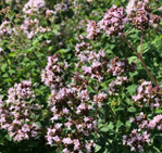 ORIGANUM vulgare BIO