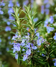 ROSMARINUS officinalis BIO