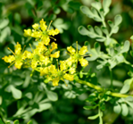 RUTA graveloens BIO