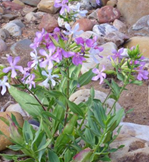SAPONARIA officinalis BIO