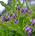 SYMPHYTUM officinalis BIO