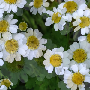 TANACETUM parthenium BIO