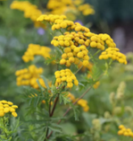 TANACETUM vulgare BIO