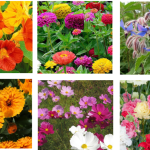Fleurs annuelles en mélange