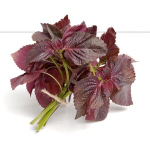 Shiso pourpre (ou Pérille pourpre)