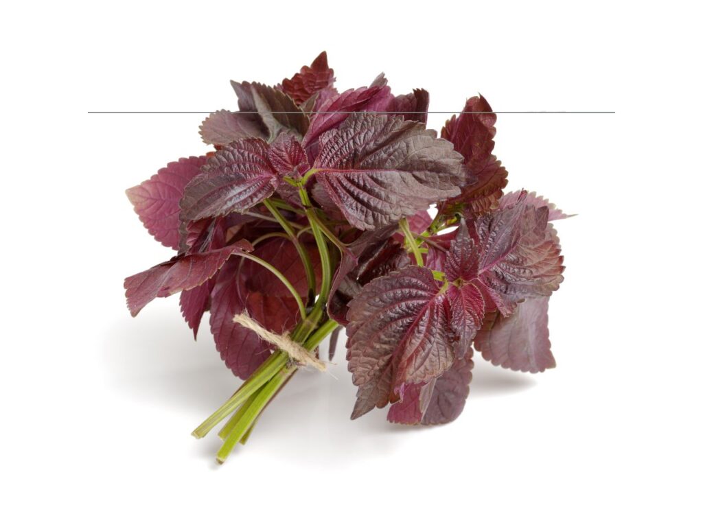 Shiso pourpre (ou Pérille pourpre)