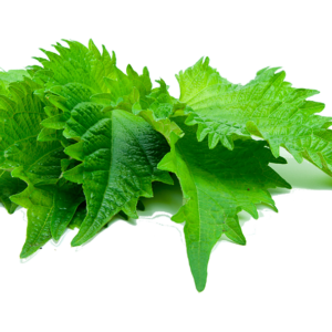Shiso vert (ou Pérille verte)