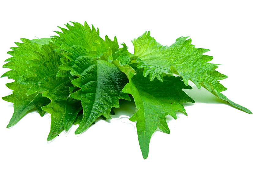 Shiso vert (ou Pérille verte)